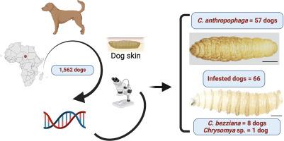 Cutaneous myiasis by Calliphoridae dipterans in dogs from Chad