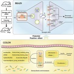 Jinhua Hecha – A fermented green tea improves sleep via regulating glutamatergic synapses and gut microbiota