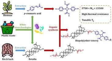 Synthesis of biobased poly(ether-ester) from potentially bioproduced betulin and p-coumaric acid