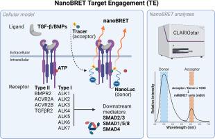 TGF-β receptor-specific NanoBRET Target Engagement in living cells for high-throughput kinase inhibitor screens