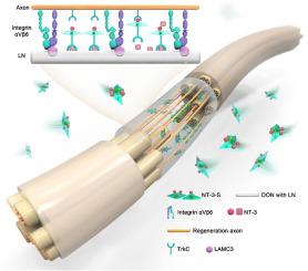 Transplantation of peripheral nerve tissueoid based on a decellularized optic nerve scaffold to restore rat hindlimb sensory and movement functions