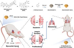 Targeted delivery of Saikosaponin A and doxorubicin via hyaluronic acid-modified ZIF-8 nanoparticles for TNBC treatment: Inhibiting metastasis and reducing cardiotoxicity