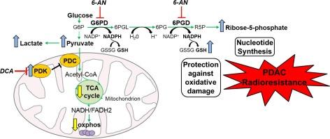 A metabolic switch to the pentose-phosphate pathway induces radiation resistance in pancreatic cancer