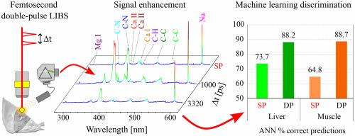 Signal enhancement with double-pulse LIBS on biological samples and better discrimination of tissues through machine learning algorithms