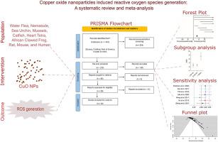 Copper oxide nanoparticles induced reactive oxygen species generation: A systematic review and meta-analysis