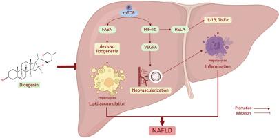 Diosgenin attenuates nonalcoholic fatty liver disease through mTOR-mediated inhibition of lipid accumulation and inflammation