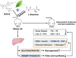 L-theanine enhances the improvements of EGCG on glucose and lipid metabolism disorders in obese rats