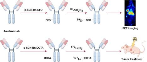 Preclinical evaluation of 89Zr/177Lu-labeled amatuximab for theranostic application in pancreatic ductal adenocarcinoma