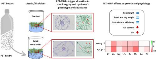 Impact of PET micro/nanoplastics on the symbiotic system Azolla filiculoides-Trichormus azollae