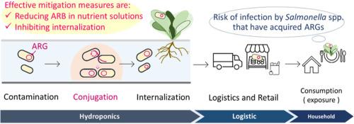 Quantitative microbial risk assessment of antibiotic-resistant Salmonella enterica contaminating hydroponic leafy vegetables