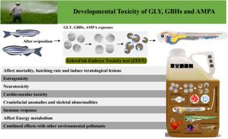 Developmental toxicity of glyphosate, its formulations and AMPA in non-target organisms: Insights from zebrafish embryos and larvae