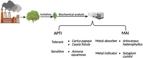 Phytomonitoring of air pollution around brick kilns in urban area: Exploring the potential of plants for the remediation of pollutants