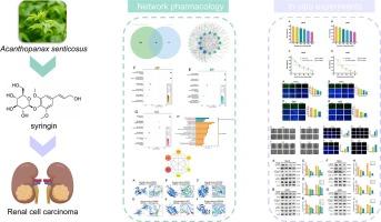 Syringin as a novel therapeutic agent for renal cell carcinoma by targeting EGFR/PI3K/Akt pathway and enhancing sunitinib efficacy