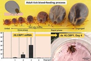 A novel chemokine binding protein 1-like gene is vital for the blood pool development and engorgement of the hard tick Haemaphysalis longicornis