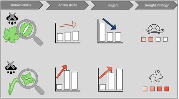 Grapevine and maize: Two guard cell shaped strategies to cope with repeated drought stress