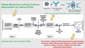 Development of an ELISA for an effective potency determination of recombinant rabies human monoclonal antibody