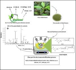 Sustainable biodiesel production from Ficus nitida leaves through the in-situ bioconversion of membrane galactolipids by Talaromyces thermophilus galactolipase