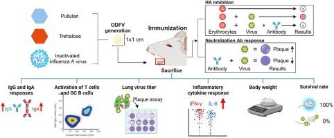 Dose sparing enabled by immunization with influenza vaccine using orally dissolving film