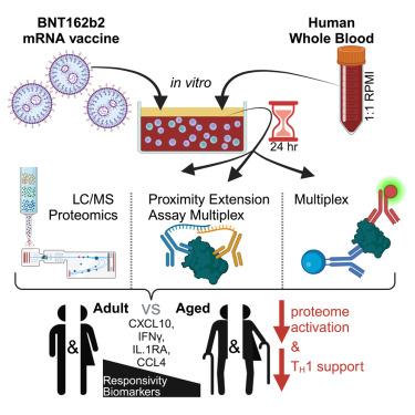 The BNT162b2 mRNA vaccine demonstrates reduced age-associated TH1 support in vitro and in vivo