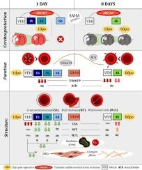 Transient cerebral ischaemia alters mesenteric arteries in hypertensive rats: Limited reversal despite suberoylanilide hydroxamic acid cerebroprotection