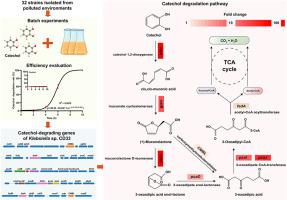 Further exploitation of metabolic potential for catechol biodegradation of Klebsiella sp. CD33