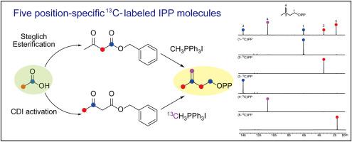 Chemical synthesis of 13C-labeled isopentenyl pyrophosphate