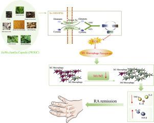 Jinwu Jiangu capsule attenuates rheumatoid arthritis via the SLC7A11/GSH/GPX4 pathway in M1 macrophages