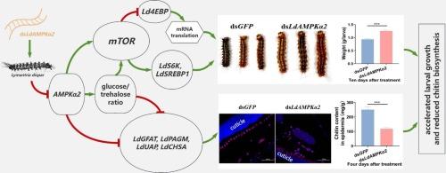 LdAMPKα2 knockdown accelerated the growth but depressed the chitin biosynthesis in Lymantria dispar larvae