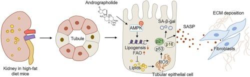 Andrographolide prevents renal fibrosis via decelerating lipotoxicity-mediated premature senescence of tubular epithelial cells