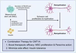 Synergistic effect of Wharton's jelly-derived mesenchymal stem cells and insulin on Schwann cell proliferation in Charcot-Marie-Tooth disease type 1A treatment