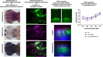 R391 human dominant mutation does not affect TubB4b localization and sensory hair cells structure in zebrafish inner ear and lateral line