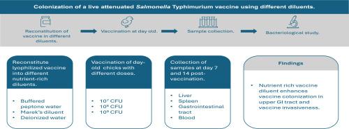 Effect of vaccine diluents on the colonization of Salmonella Typhimurium vaccine in chickens