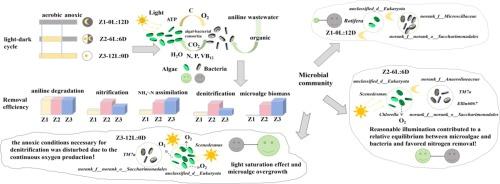 Harnessing diurnal dynamics: Understanding the influence of light–dark cycle on algal-bacterial symbiotic system under aniline stress