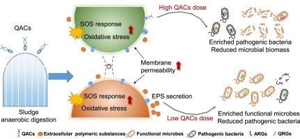 Effects of quaternary ammonium disinfectants on human pathogenic bacteria in anaerobic sludge digestion: Dose-response and resistance variation