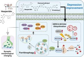 Hesperidin alleviated dendritic spines through inhibiting ferritinophagy via HERC2-NCOA4 ubiquitination in CUMS mice