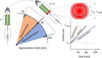 Modifying membrane potential synchronously controls the somite's formation periodicity and growth