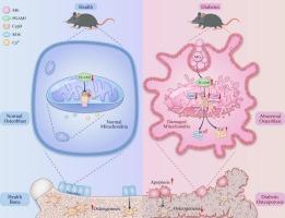 Role of the PGAM5-CypD mitochondrial pathway in methylglyoxal-induced bone loss in diabetic osteoporosis