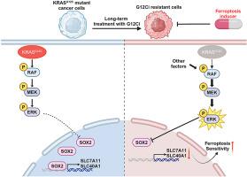 Reactivation of MAPK-SOX2 pathway confers ferroptosis sensitivity in KRASG12C inhibitor resistant tumors