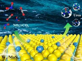 Efficient urea electrosynthesis from nitrite and CO2 reduction on single W atom catalyst