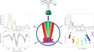 Application of infrared spectroscopy to study carbon-deuterium kinetics and isotopic spectral shifts at the single-cell level