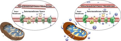 Mitigating environmental toxicity with hydrogen nanobubbles: A mitochondrial function-based approach to ecological restoration