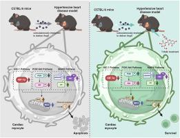 Trifolin attenuates hypertension-mediated cardiac injury by inhibiting cardiomyocyte apoptosis: Mechanistic insights and therapeutic potential