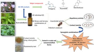 Potential of three selected plant essential oils and their synergistic combinations in management of Tribolium confusum on wheat grains