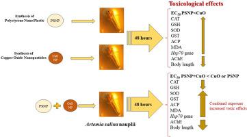 Toxicity of polystyrene nanoplastic and copper oxide nanoparticle in Artemia salina: Single and combined effects on stress responses