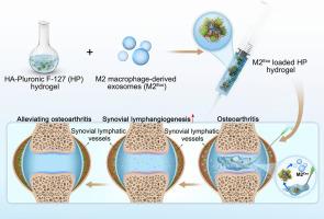 An injectable thermosensitive hydrogel delivering M2 macrophage-derived exosomes alleviates osteoarthritis by promoting synovial lymphangiogenesis