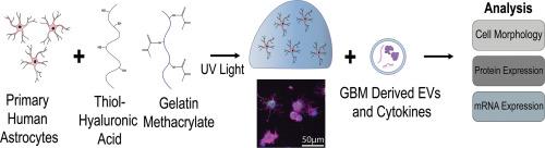 Tuning a bioengineered hydrogel for studying astrocyte reactivity in glioblastoma