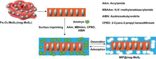 Facile synthesis of molecularly-imprinted magnetic-MoS2 nanosheets for selective and sensitive detection of ametryn