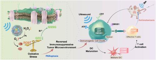 Overcoming tumor hypoxic bismuth-based ternary heterojunctions enable defect modulation-augmented tumor sonocatalytic immunotherapy