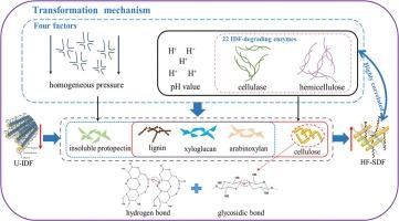 Mechanism of promoting okara insoluble to soluble dietary fiber by high-pressure homogenization-microbial fermentation