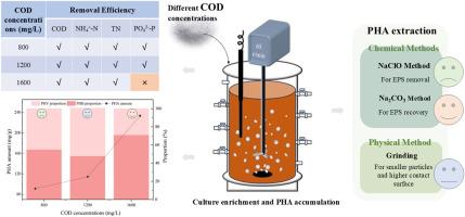 Evaluating AGS efficiency in PHA synthesis and extraction integrated with nutrient removal: The impact of COD concentrations